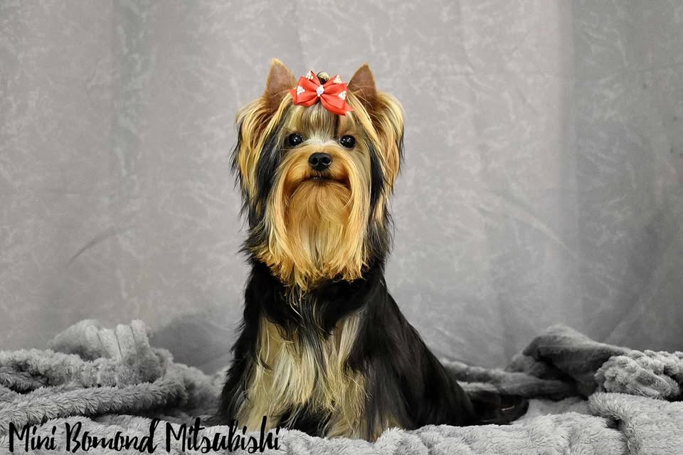 484569220_1275480993519870_9001073748669484409_n